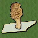 Tennessee Mushroom Forager Map