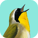 Song Sleuth Bird Song Analyzer