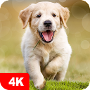 Dog Wallpapers & Puppy 4K