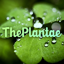 The Plantae: Identify plant